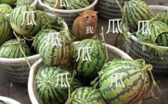 娱乐吃瓜图,明星幕后趣事与热点事件大盘点