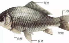 鲫鱼读音,探寻“j y”背后的文化韵味与生活智慧
