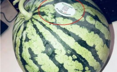 吃瓜网红图片头像大全集,全网热门吃瓜网红头像大盘点